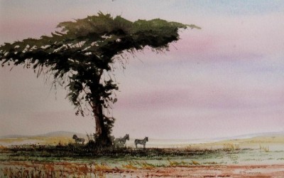 Shade tree Amboseli Kenya